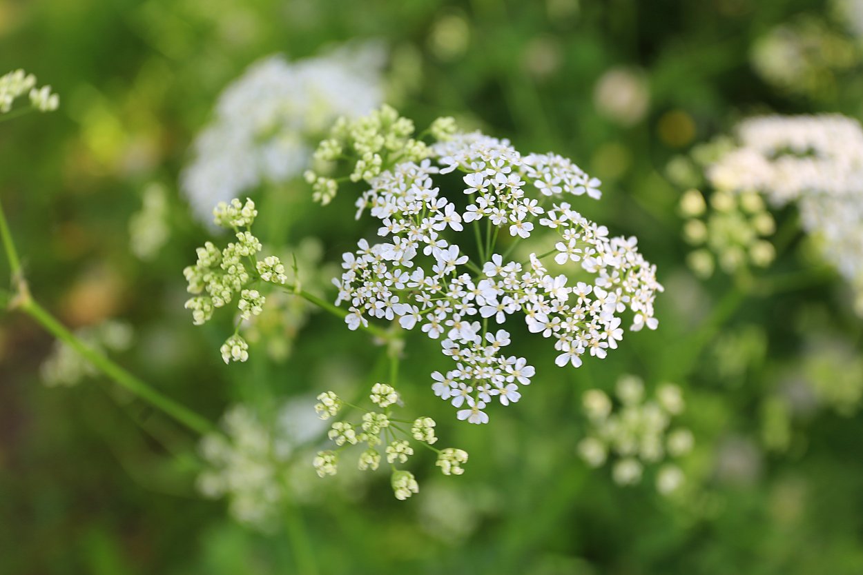 Кашка малашка растение