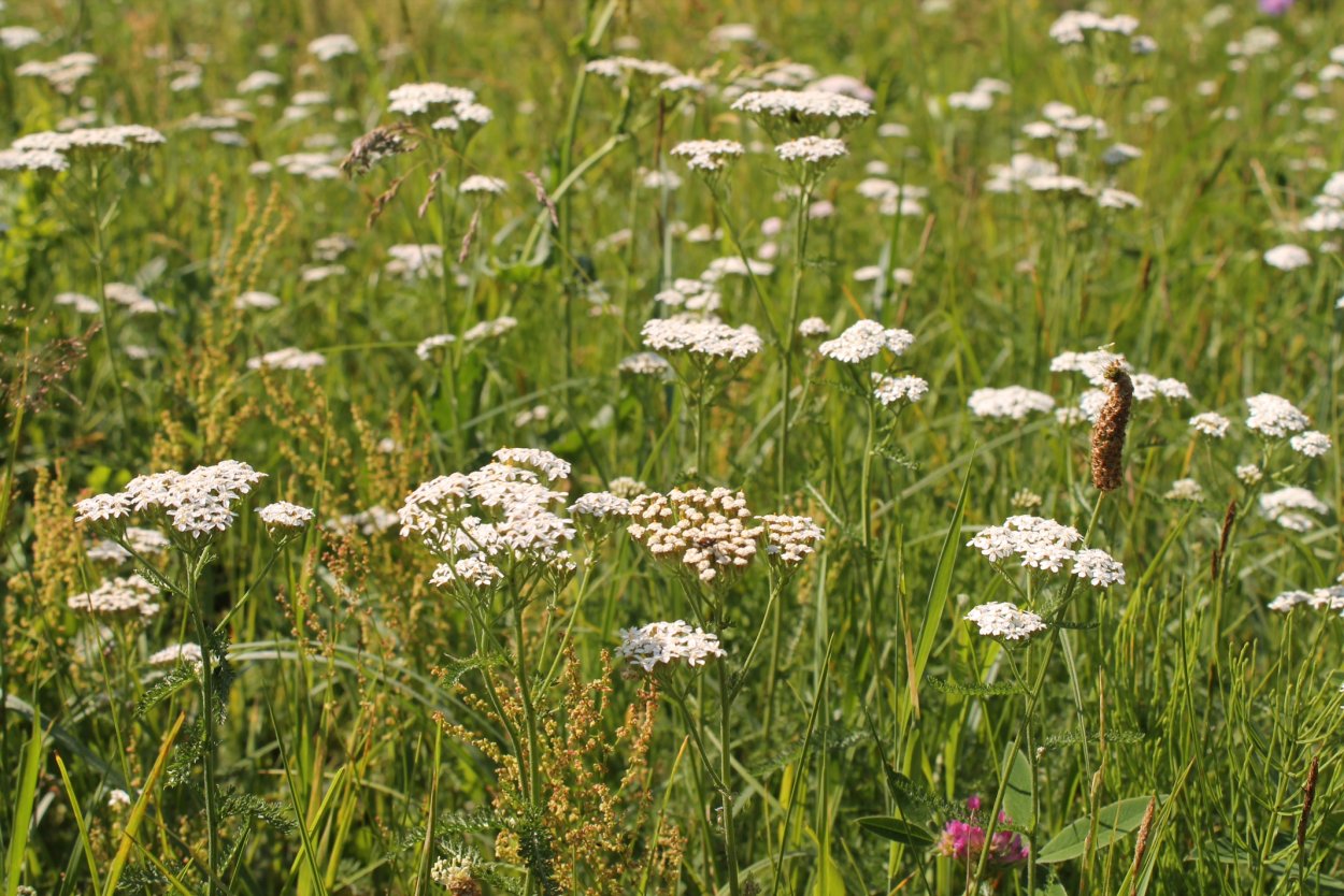 Клевер зелень