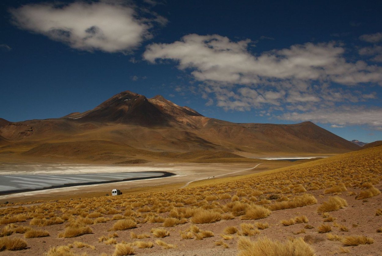 Цветущая пустыня Анза Боррего кактусы