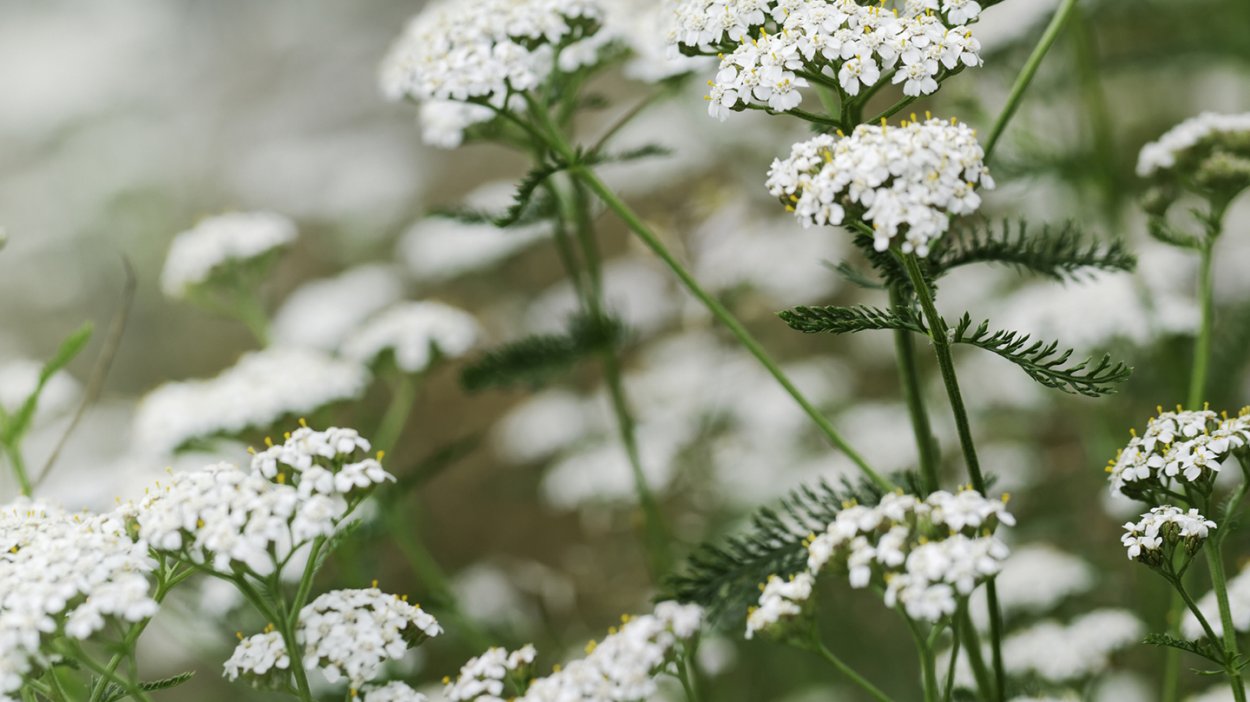 Тысячелистник обыкновенный (Achillea millefolium l.)