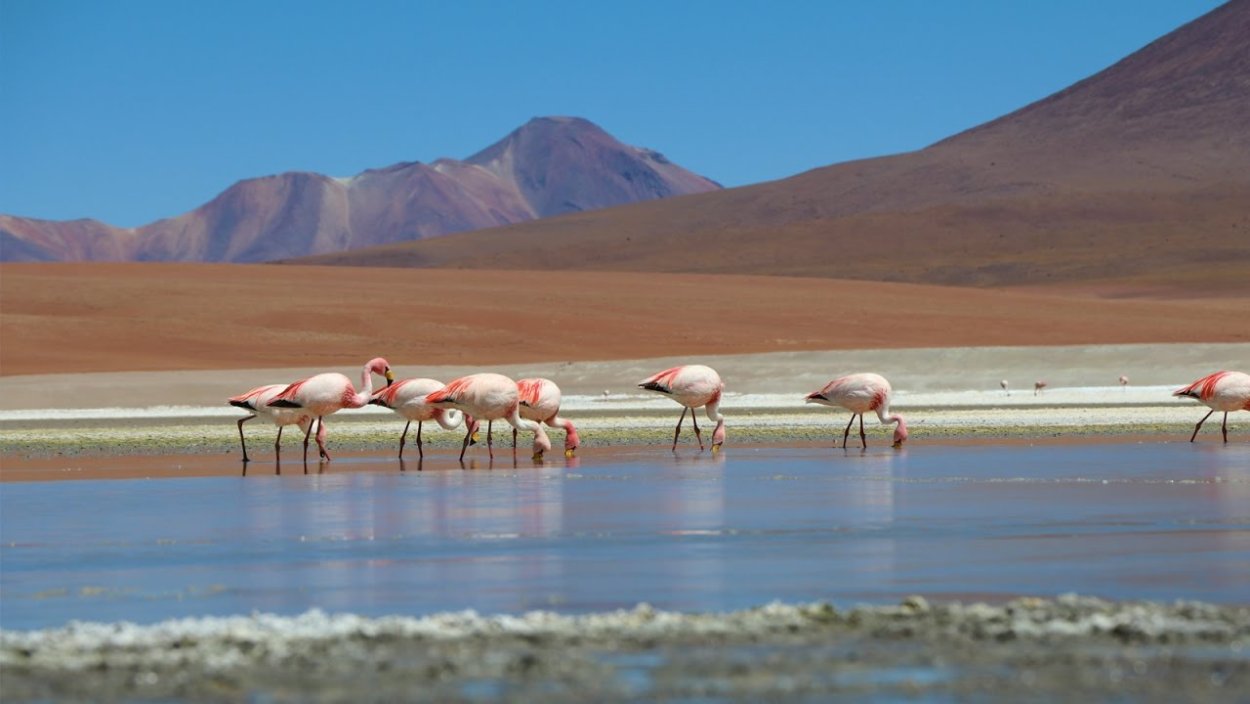 Иордания луковичные растения пустыни