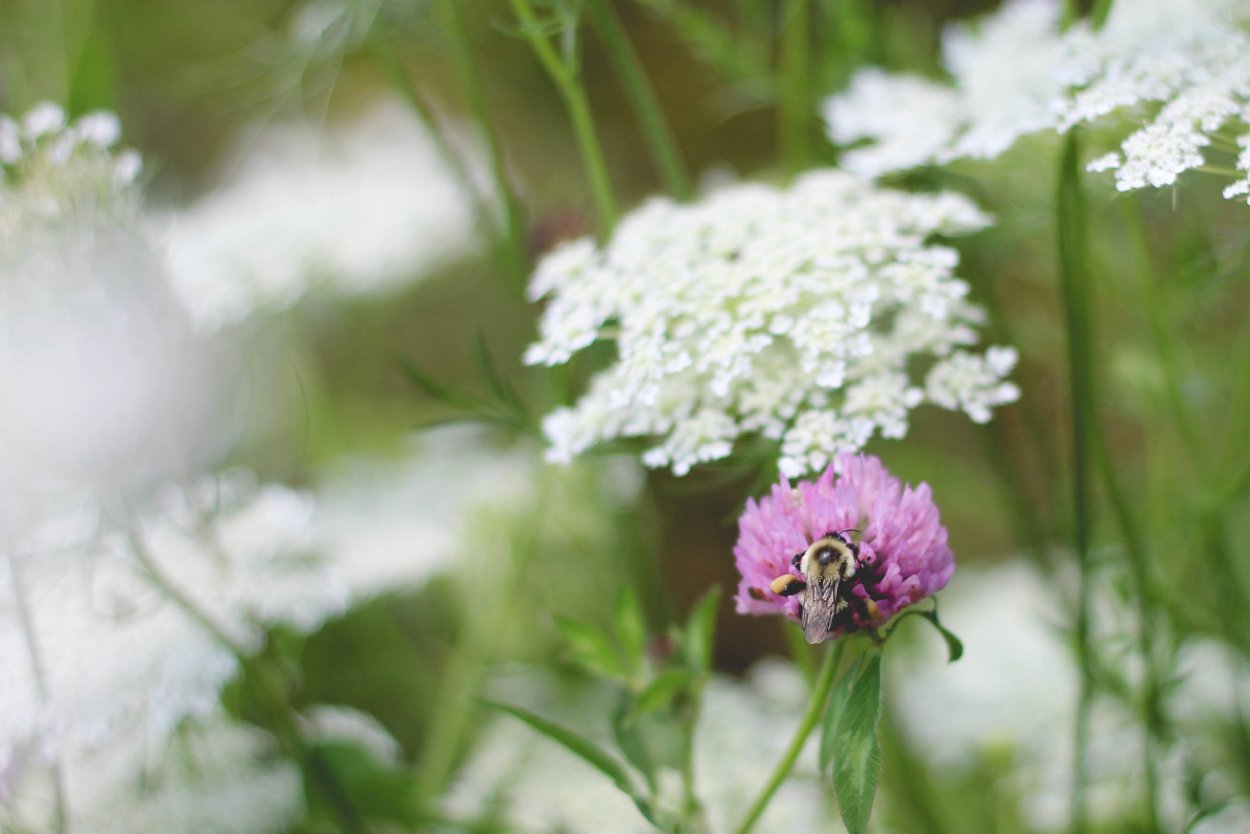 Cow parsley