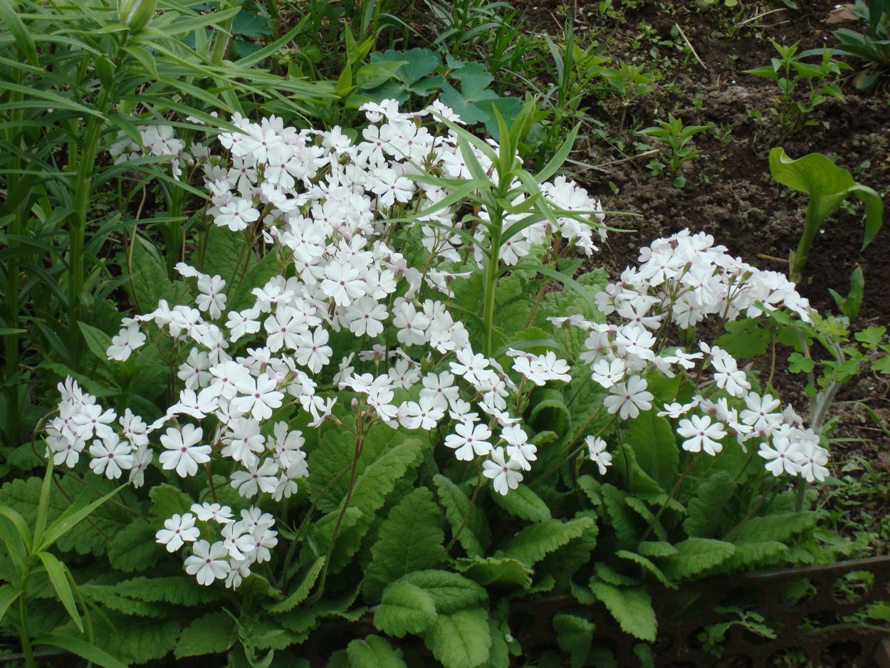 Верона Луговая растительность