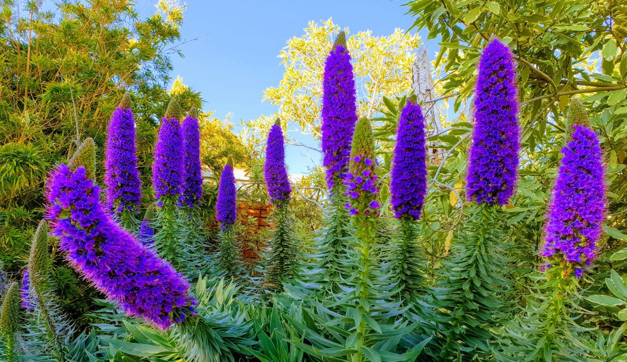 Многолетники в миксбордере