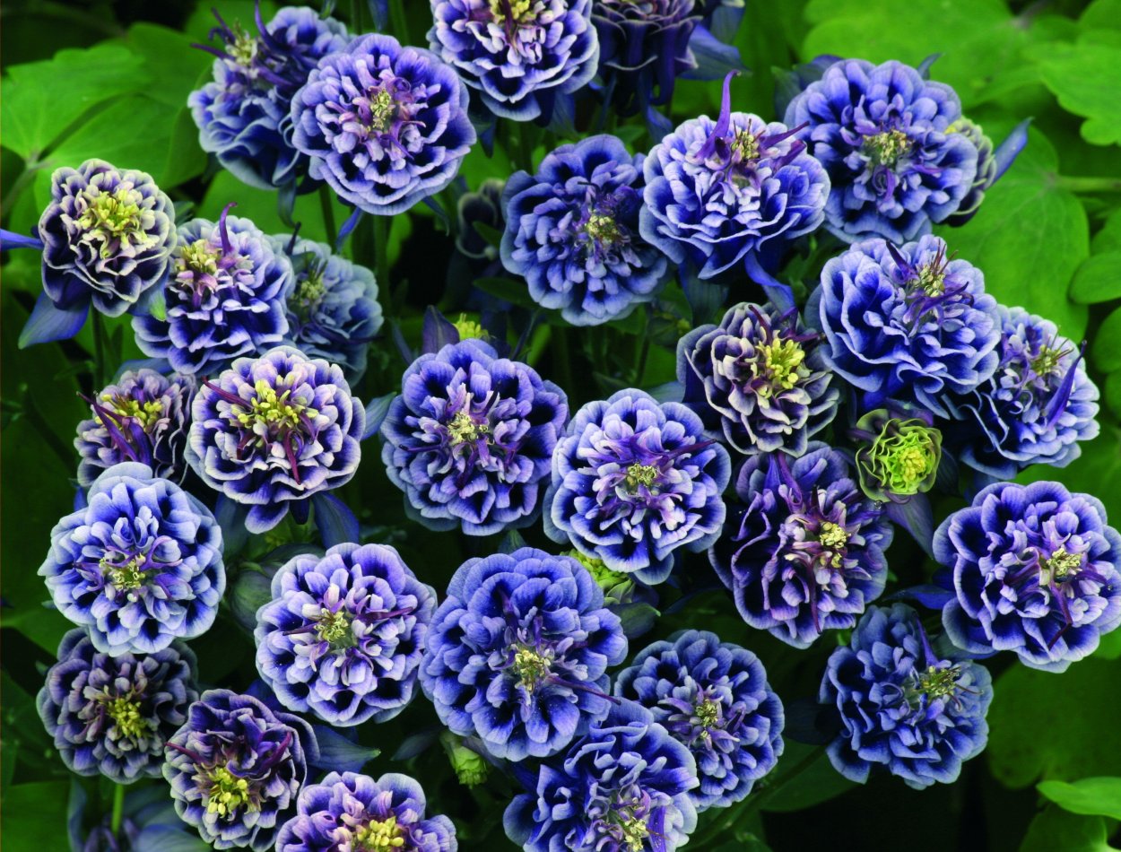 Аквилегия винки Дабл Блю энд Уайт