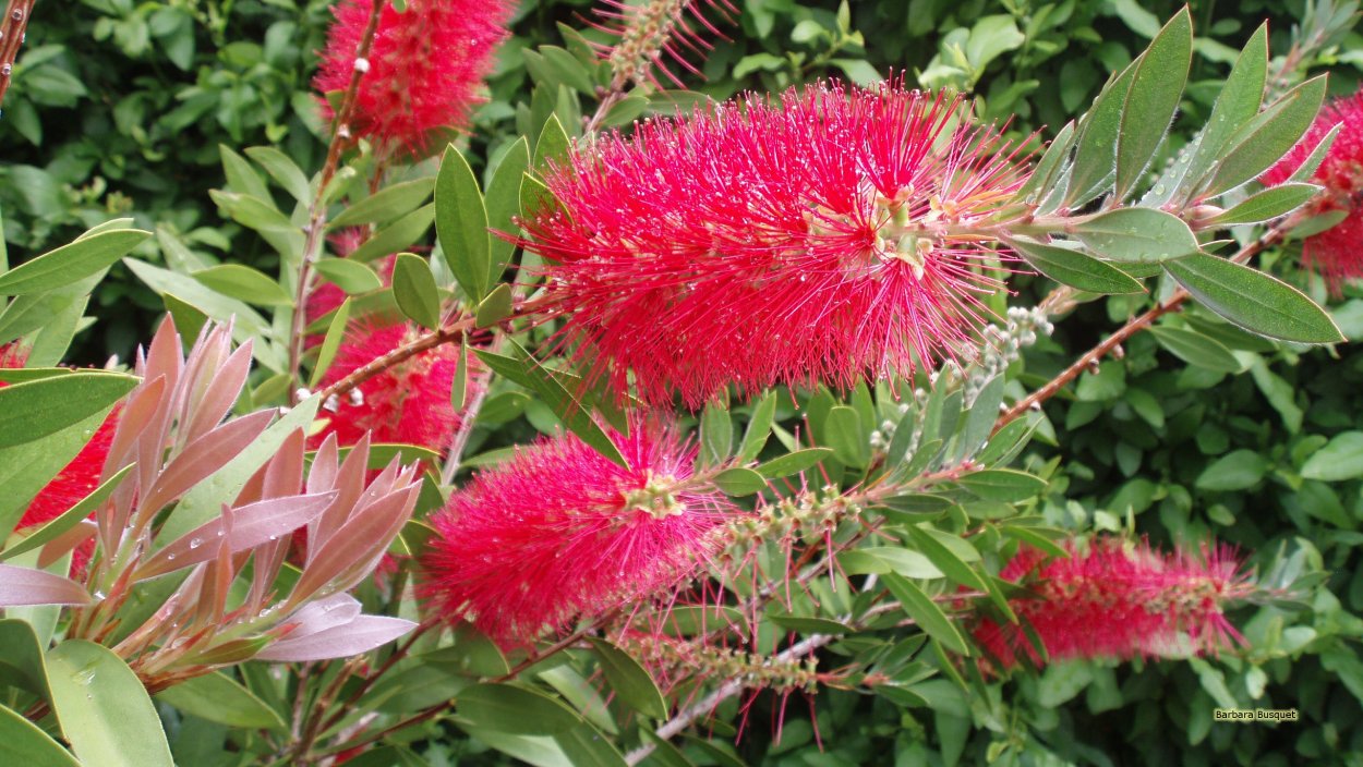 Callistemon citrinus