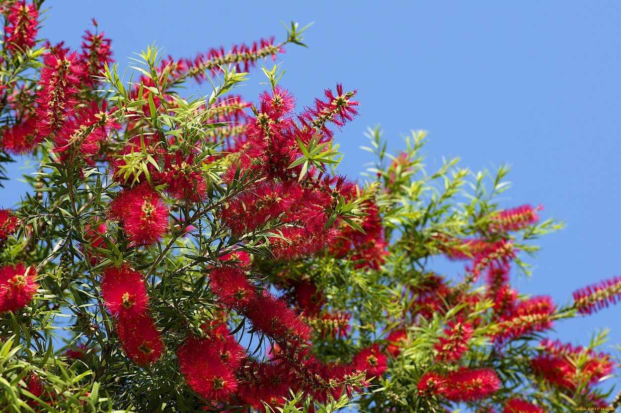 Callistemon linearis