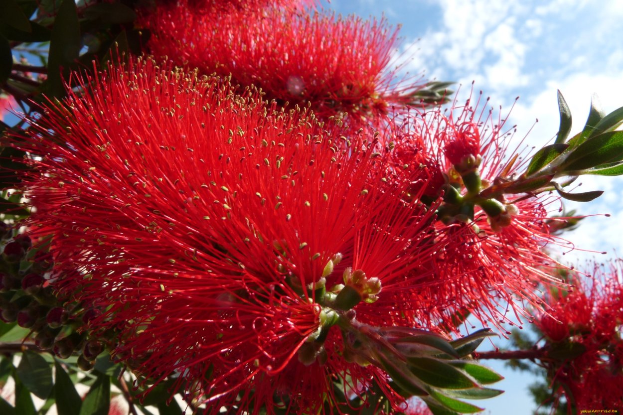Callistemon subulatus (каллистемон шиловидный )