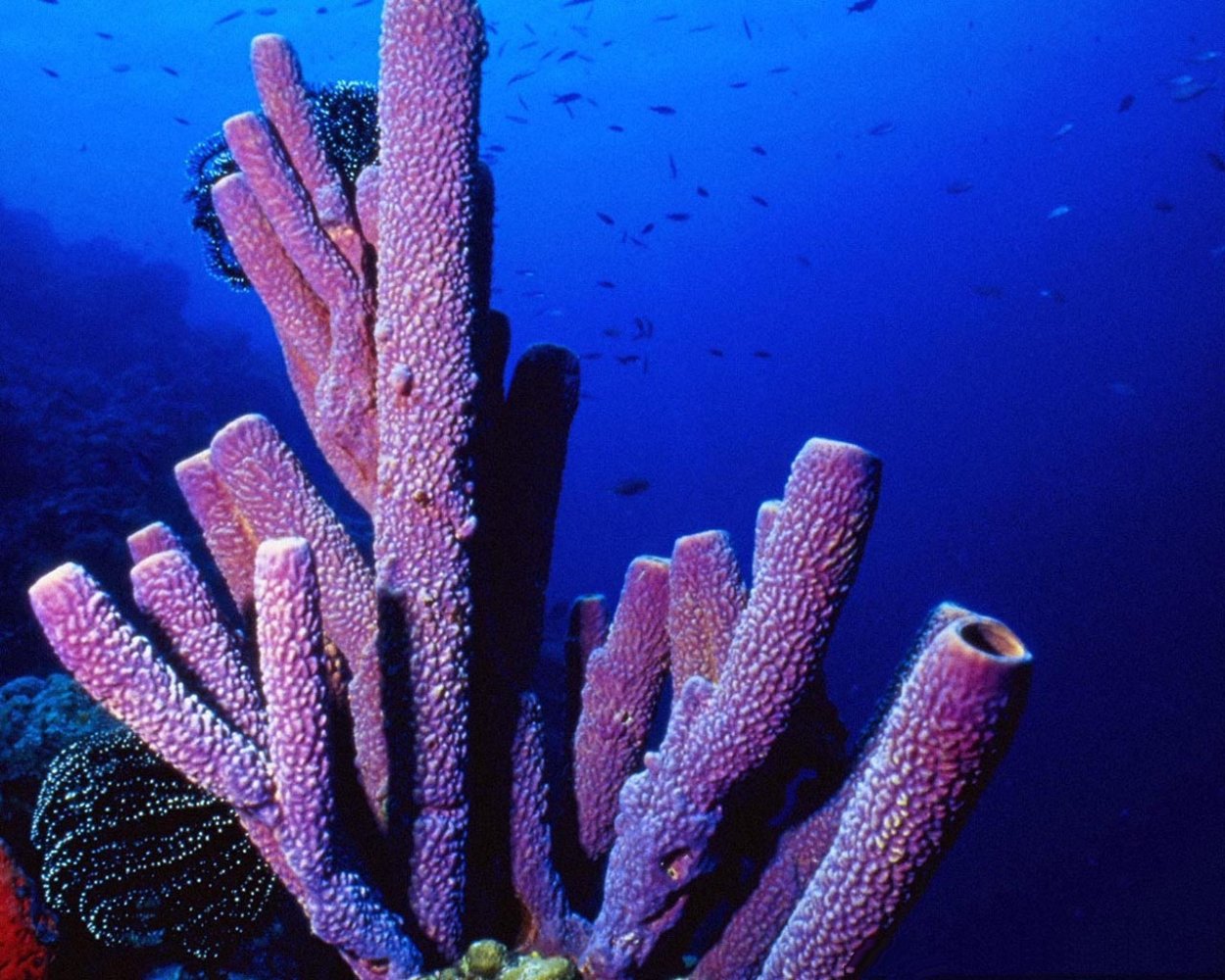 Морские кораллы