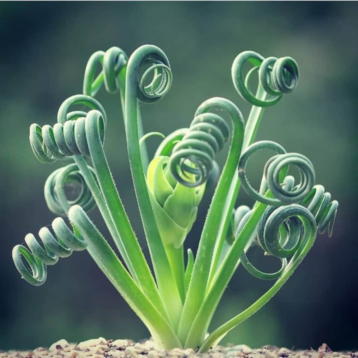 Albuca spiralis Альбука спиральная
