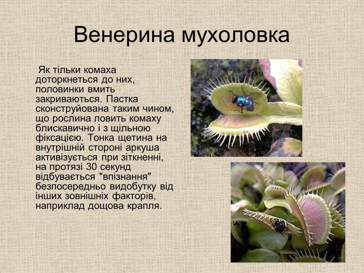 Сообщение о растениях хищниках 6 класс биология