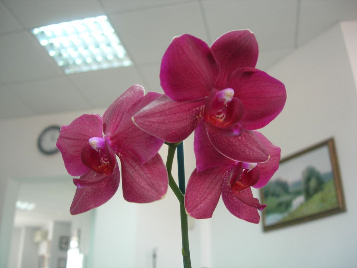 орхидея кроун фото