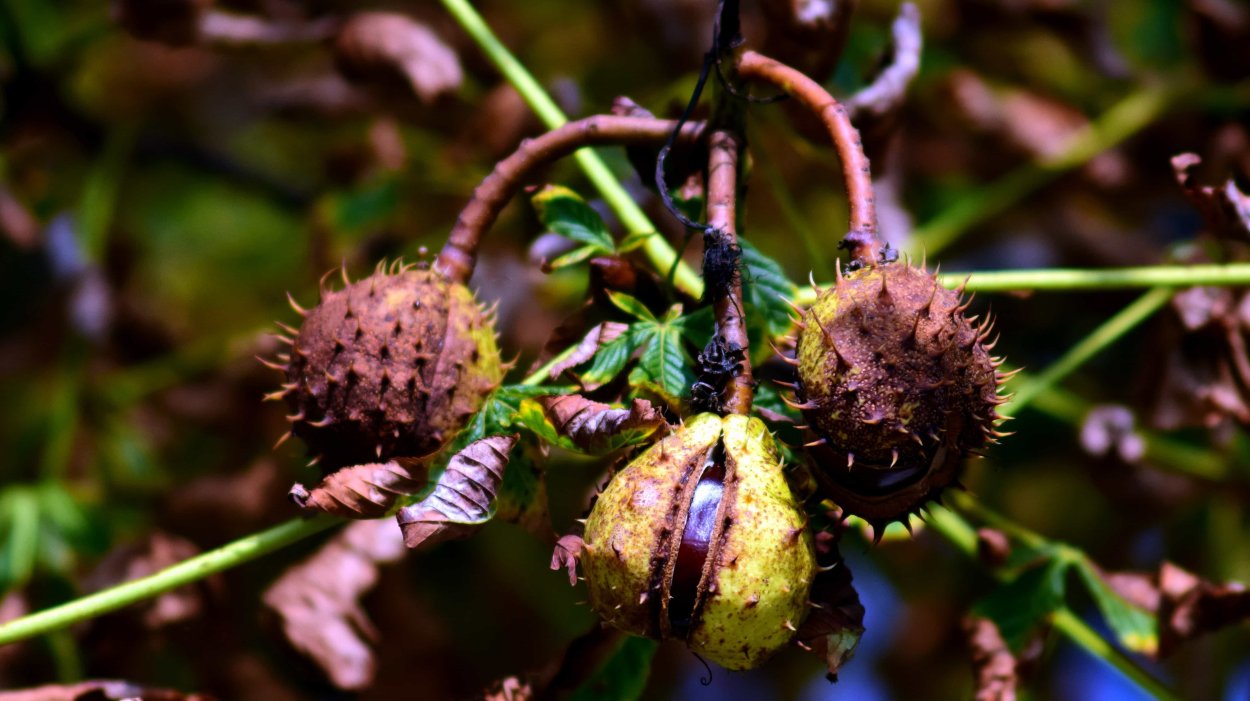 Конский каштан Лесной