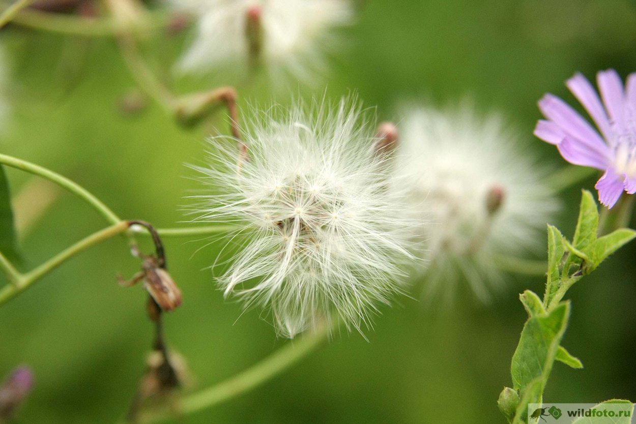 Цикорий плоды семянки