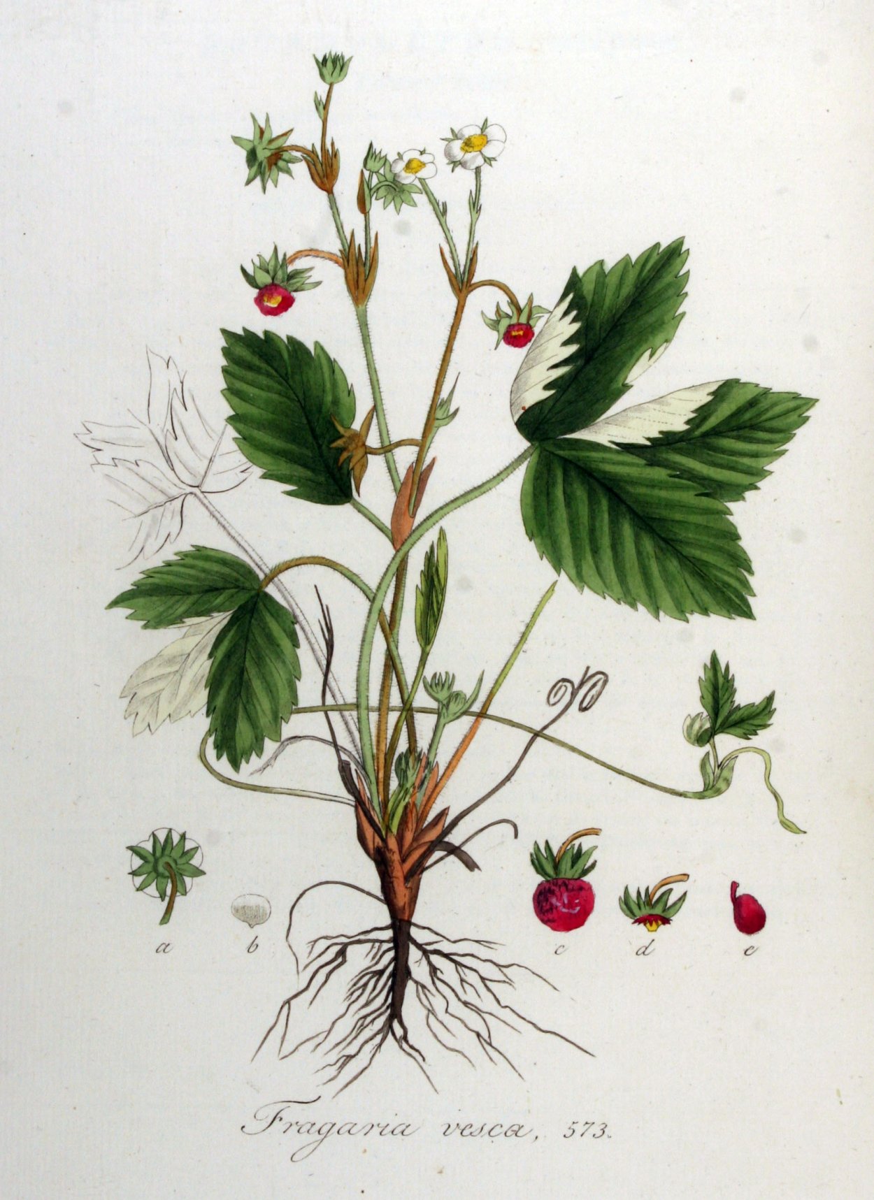 Земляника Лесная Фармакогнозия