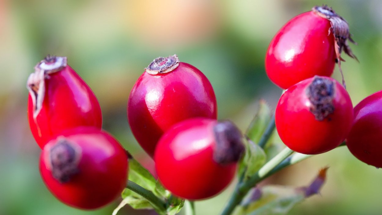 Сибирь ягоды шиповника