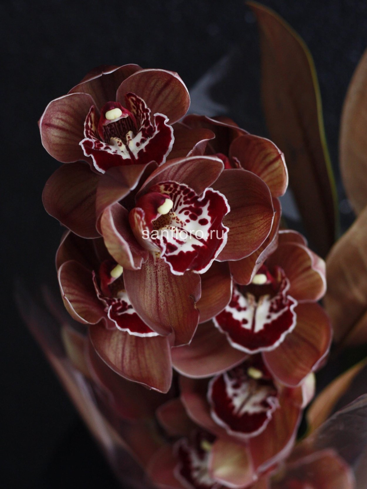 Орхидея Phalaenopsis Dark Cherry