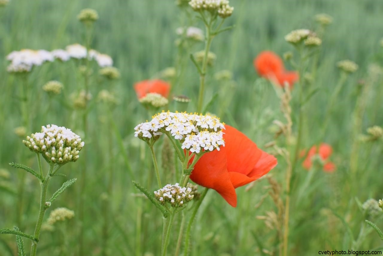 Дикие полевые цветы