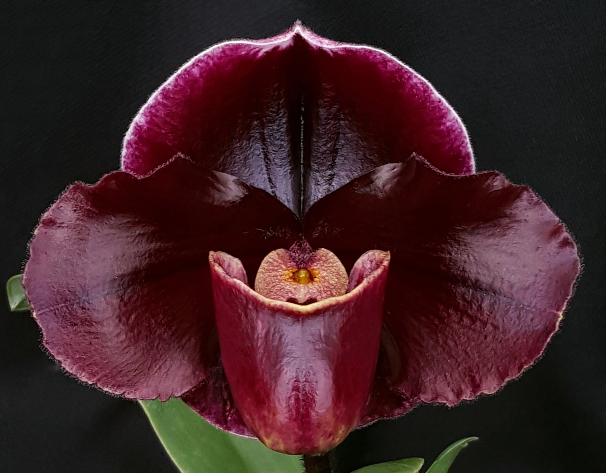 Орхидея Цимбидиум фиолетовая