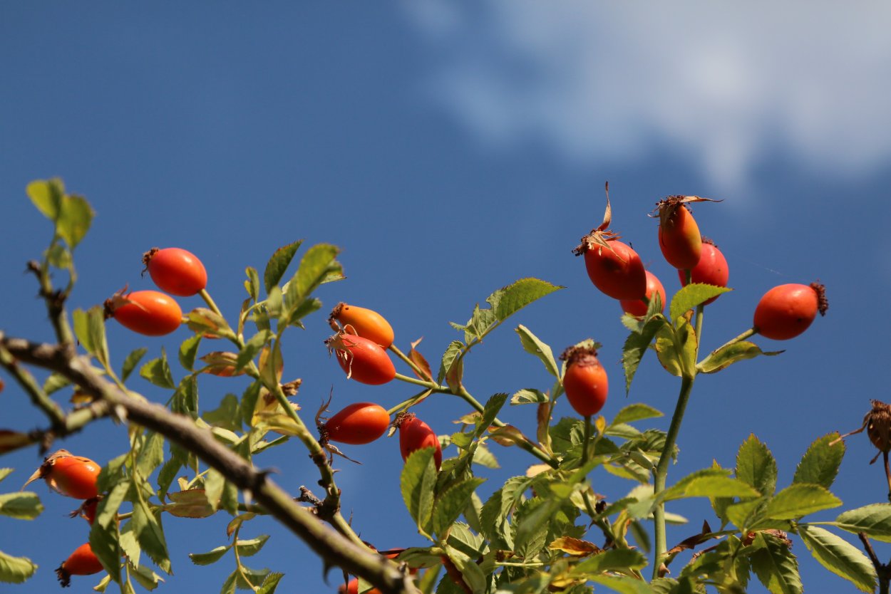 Шиповник Майский