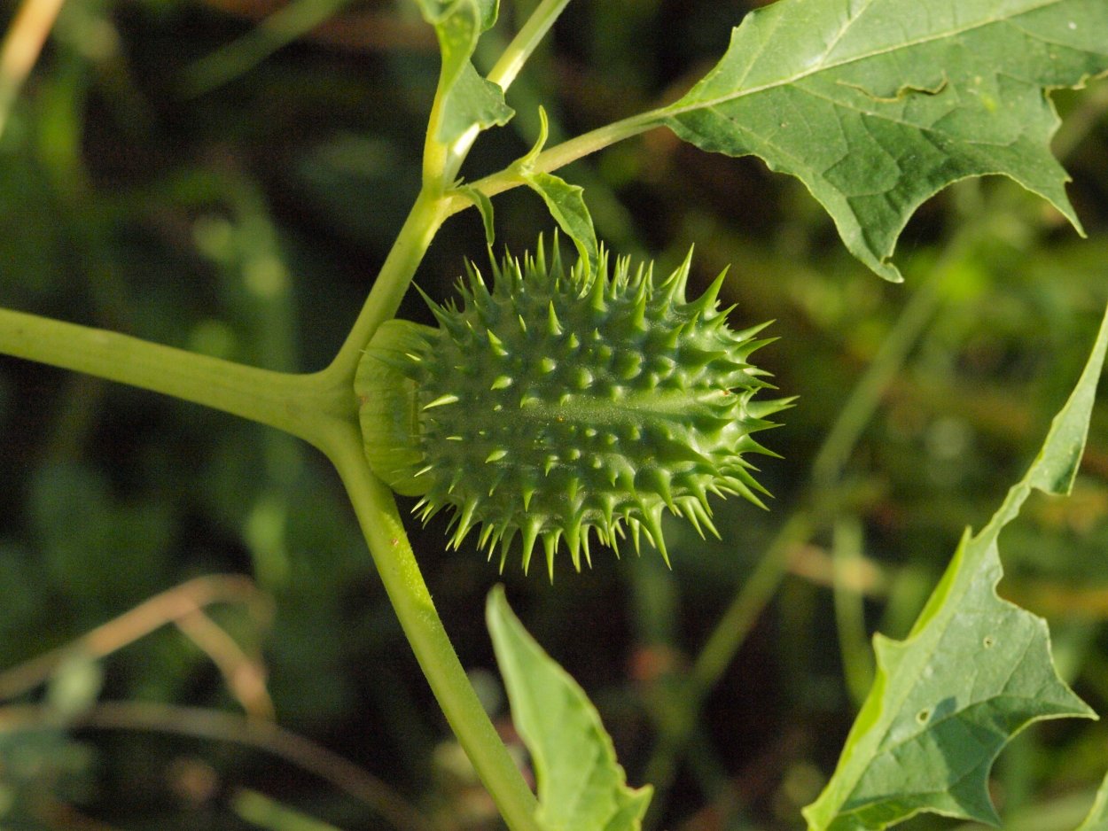 Каштан плод ШИПАСТЫЙ