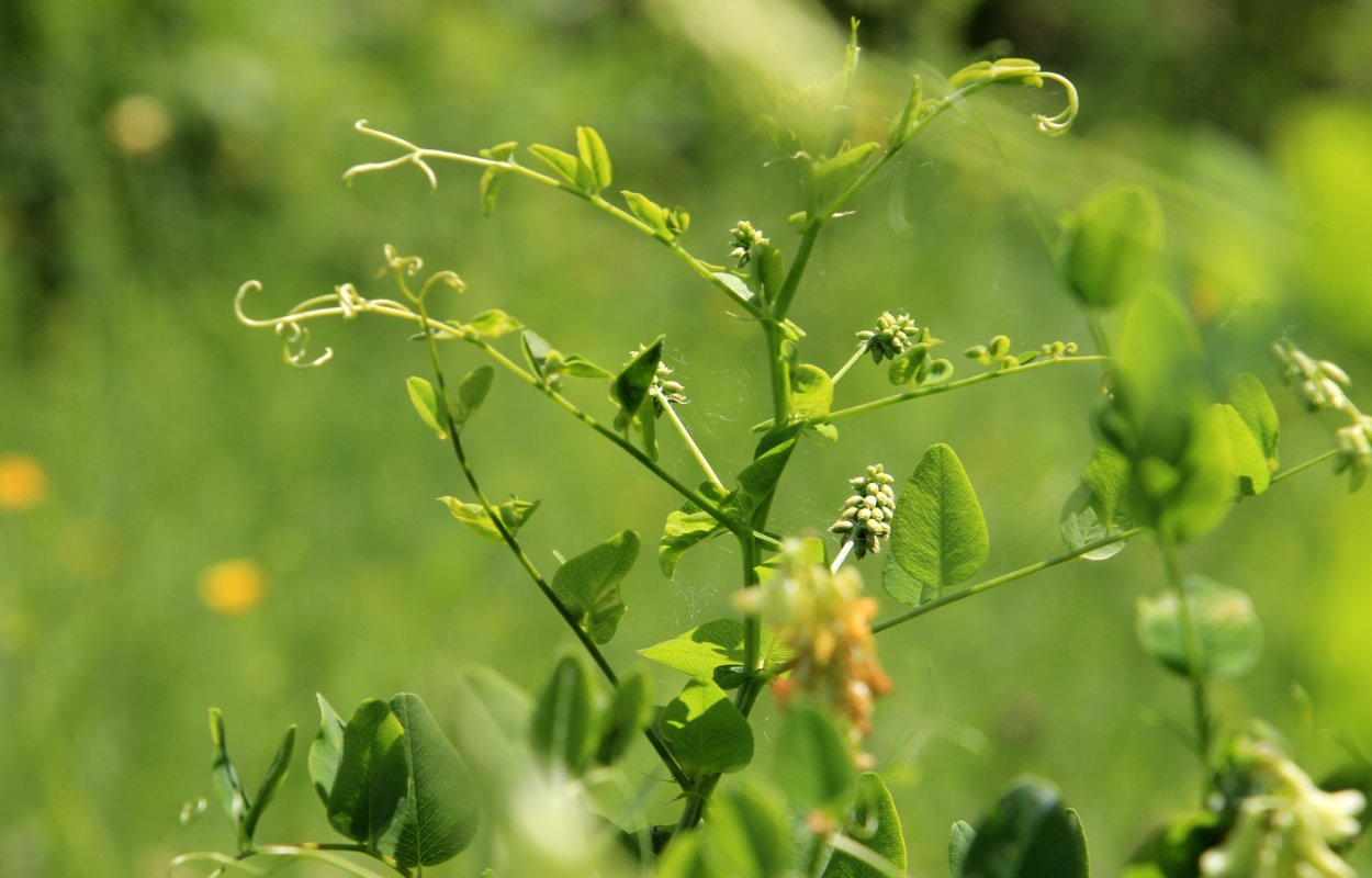 Горошек гороховидный