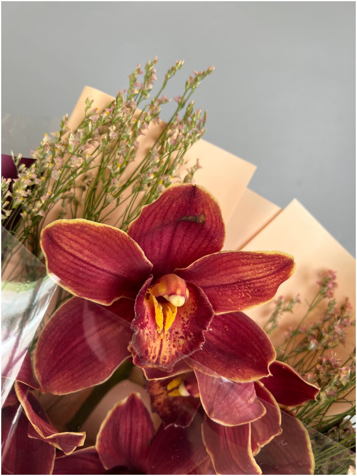 Орхидея бургунди