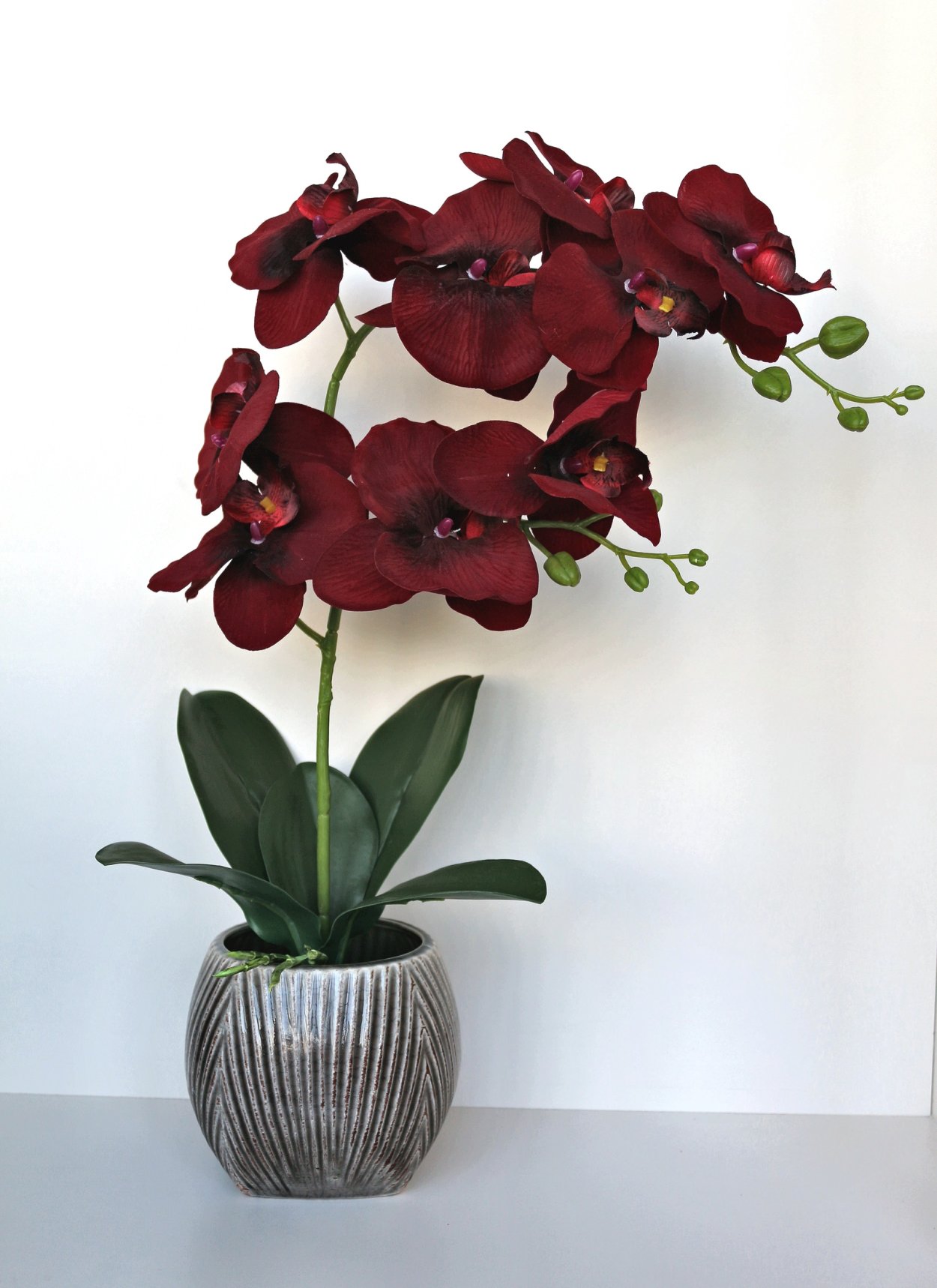 Фаленопсис Ewa