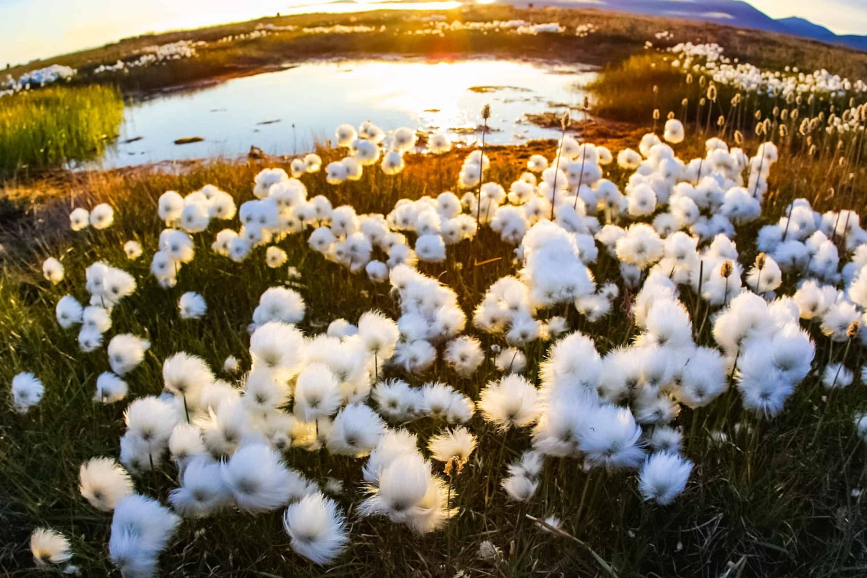 Весна в тундре Чукотка