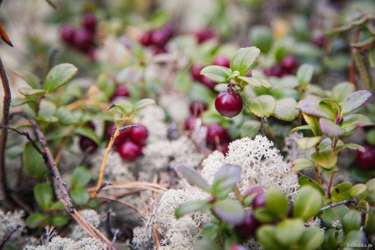 Ягель и ягоды в тундре