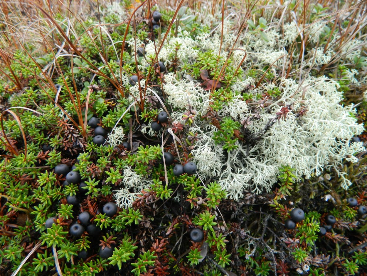 Растительный мир тундры Коми Воркуты