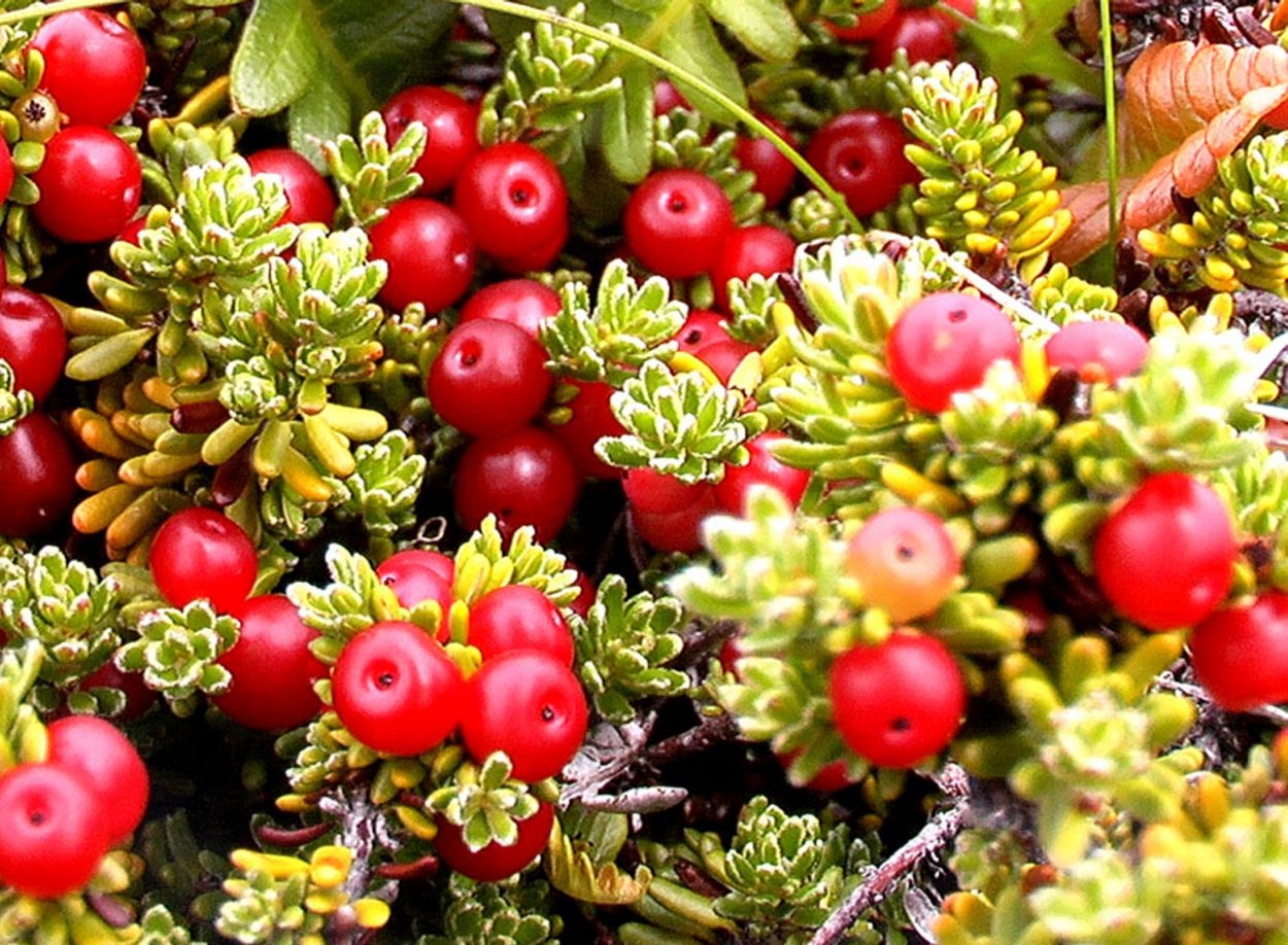 Водяника шикша