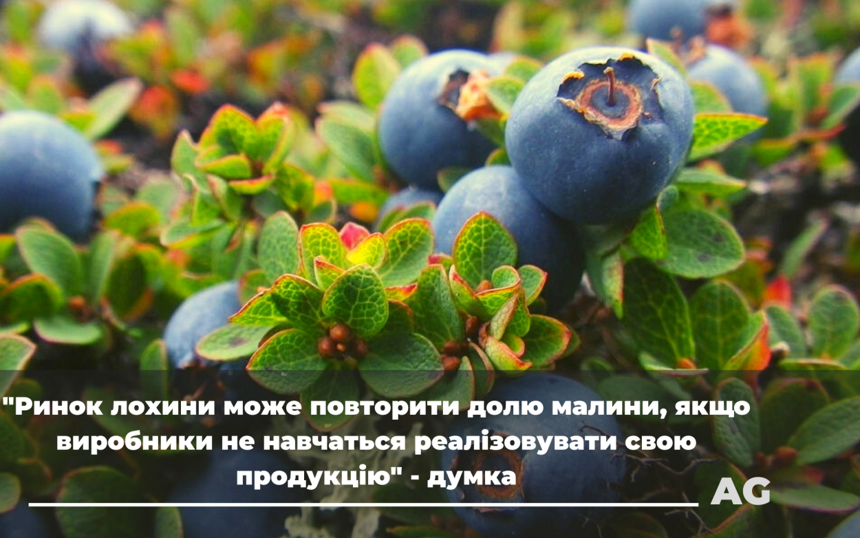 Голубика Вишерский заповедник