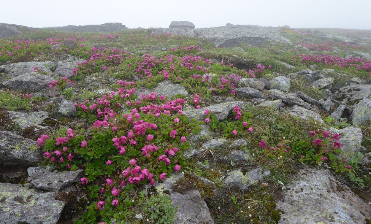 Камнеломка жёстколистная