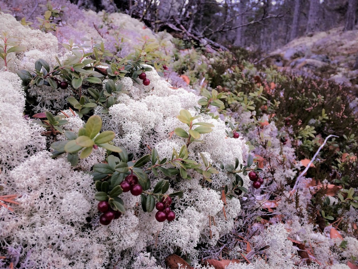 Мох ягель в тундре