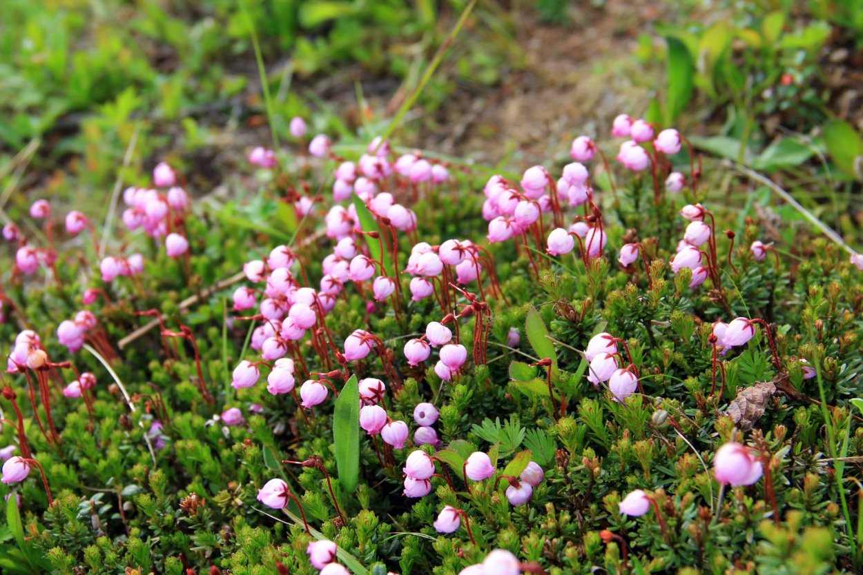 Цветущая шикша