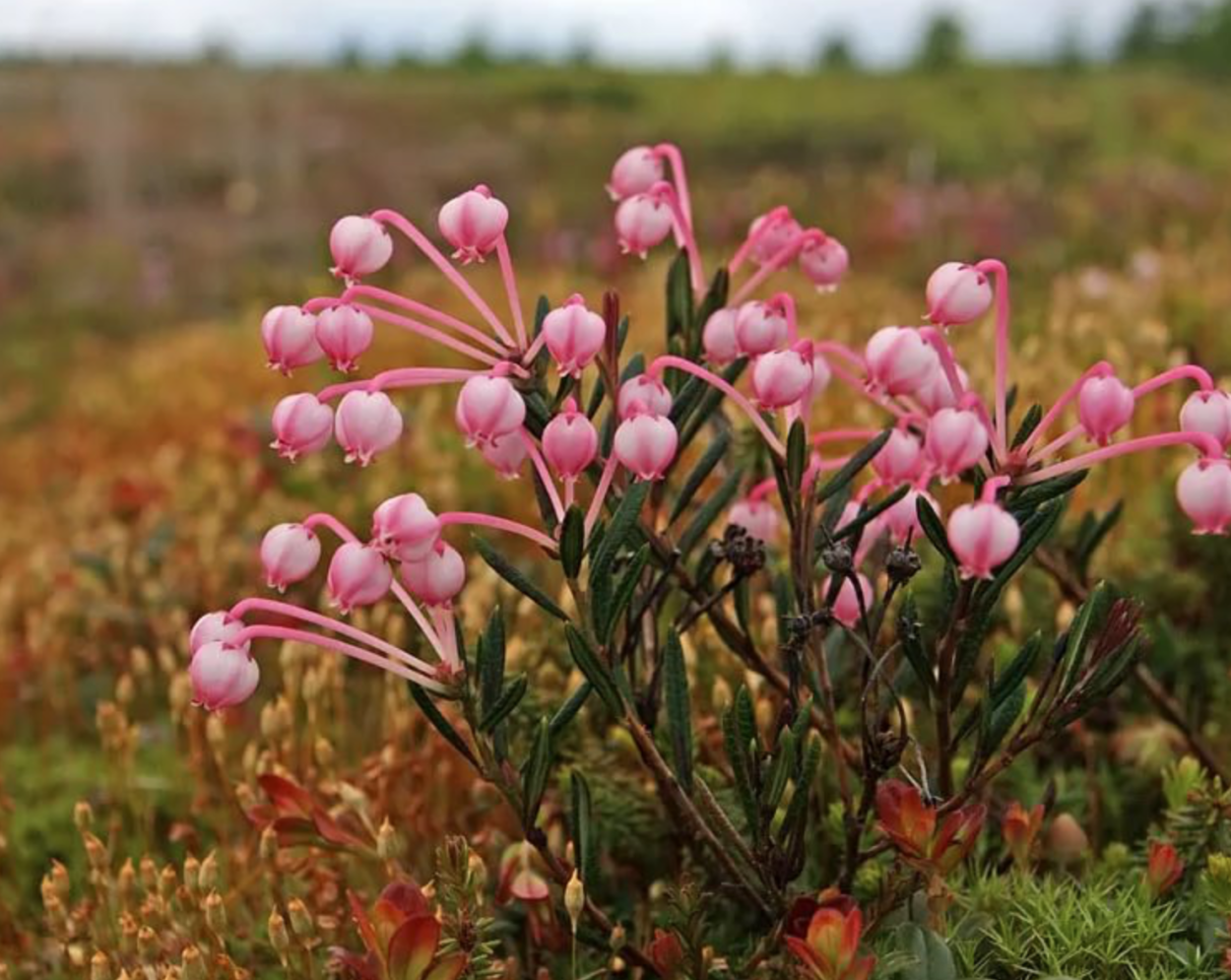 Подбел Andromeda polifolia