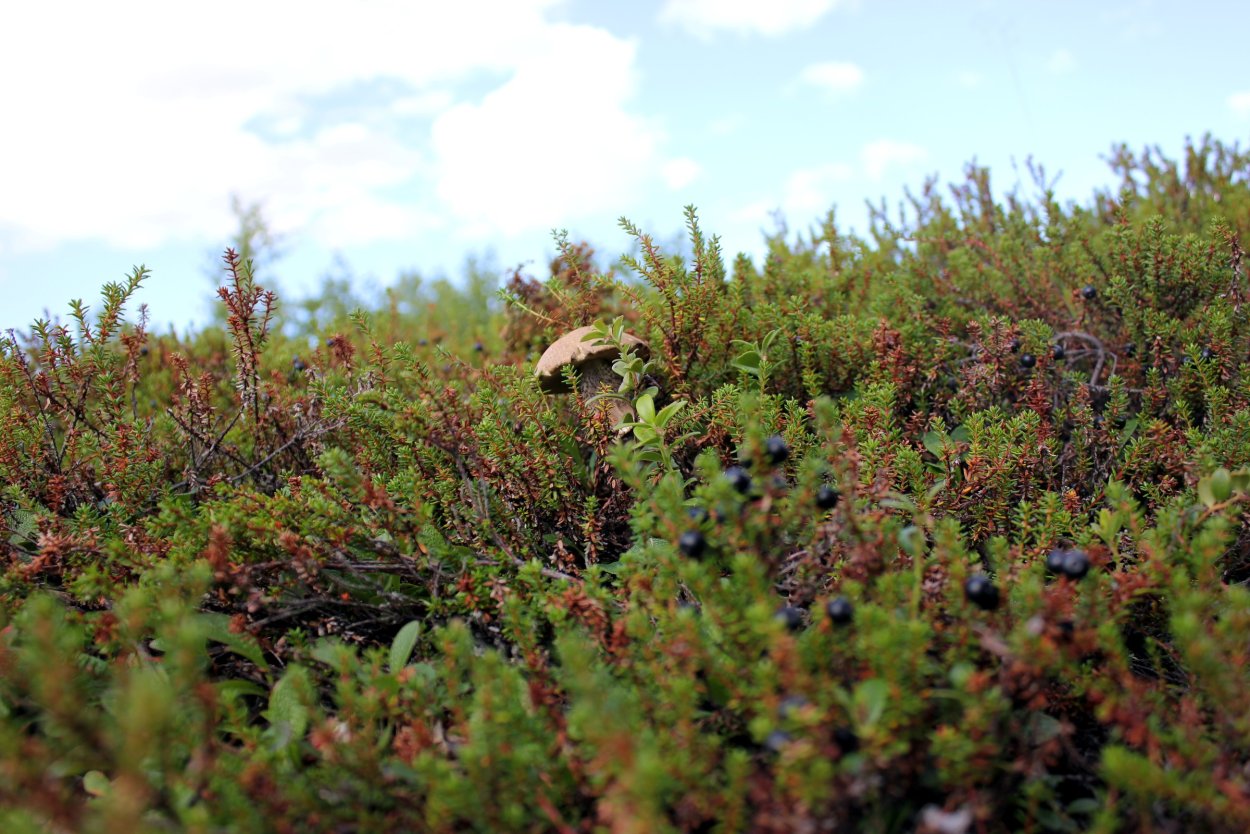 Нарьян мар природа тундра