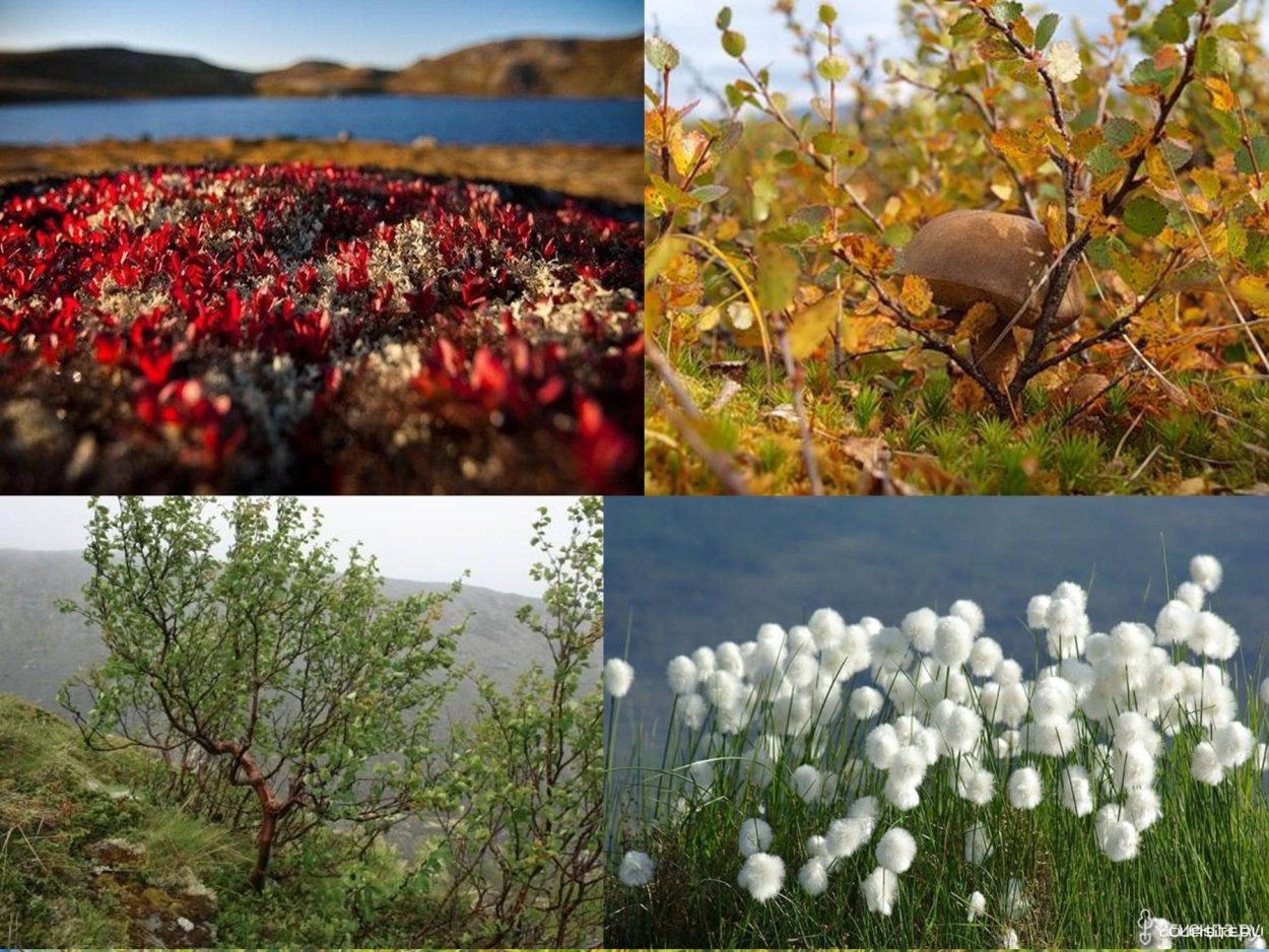 Северная Тундровая брусника