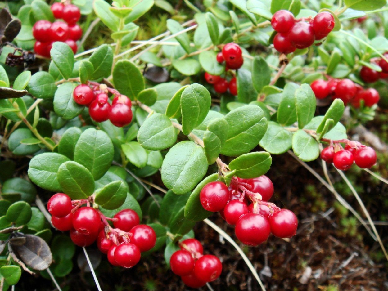 Брусника кустарника тундра