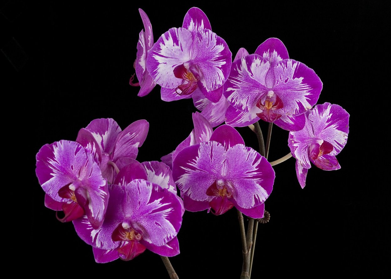 Королевский белый фаленопсис