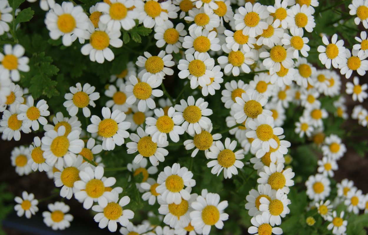 Ромашка мелкая Садовая кустовая