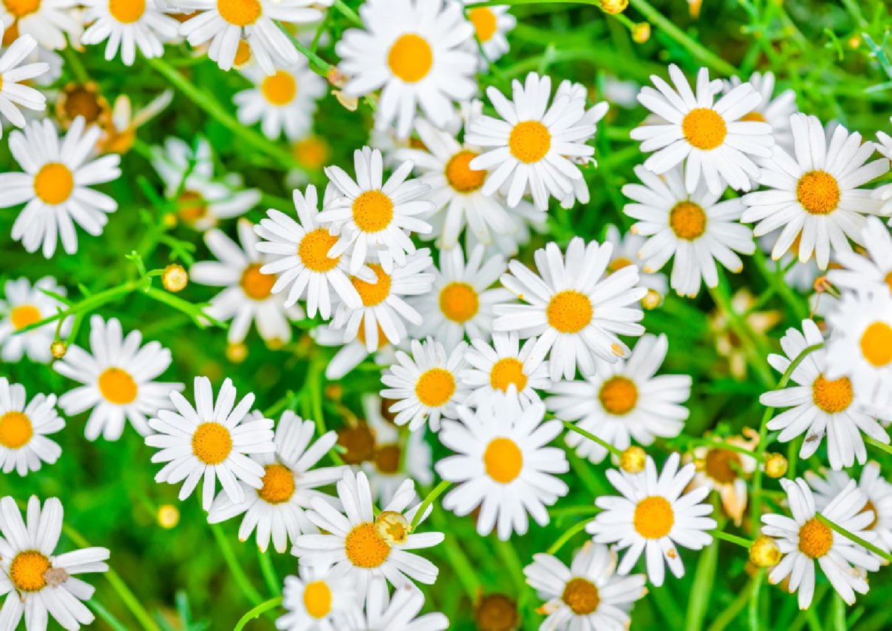 Ромашки на зеленом фоне