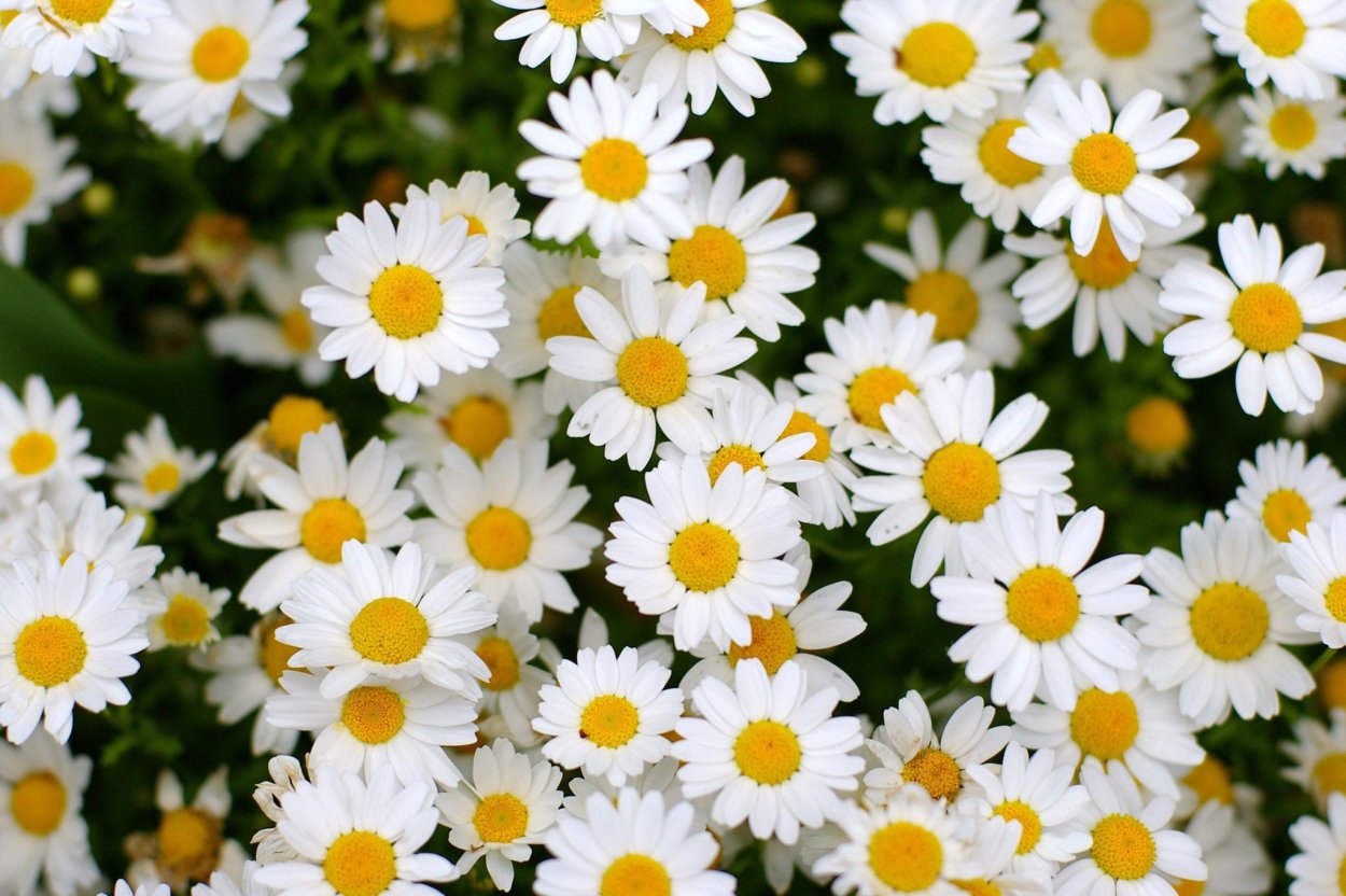 Красивые ромашки