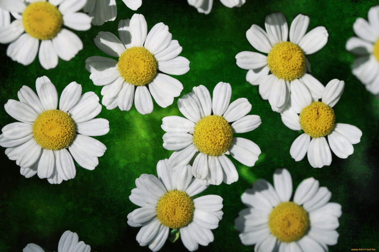 Цветы ромашки для детей дошкольного возраста