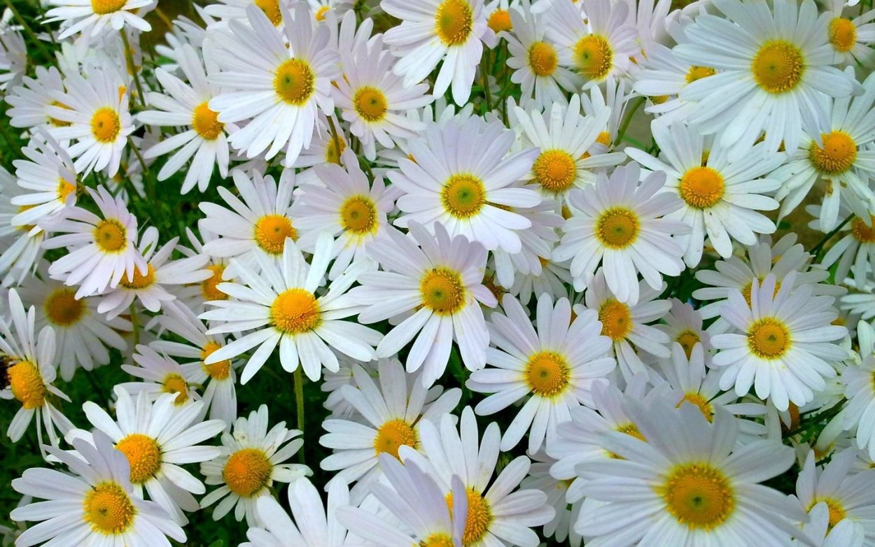 Ромашки обои