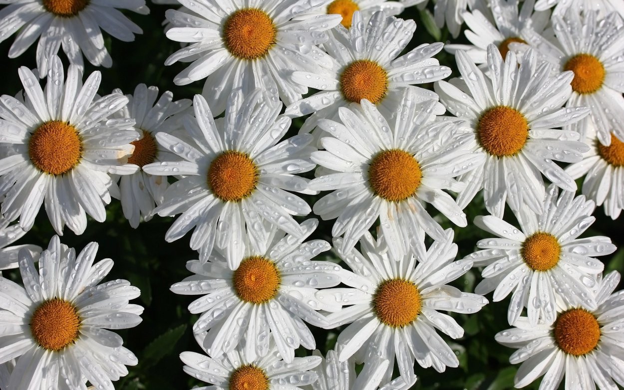 Ромашка Амелия