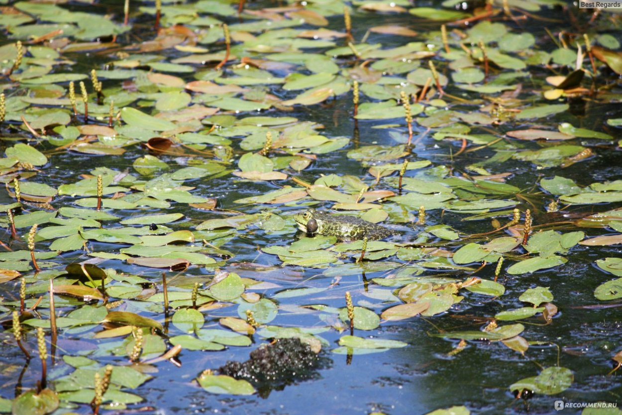 Растения и животные реки Невы