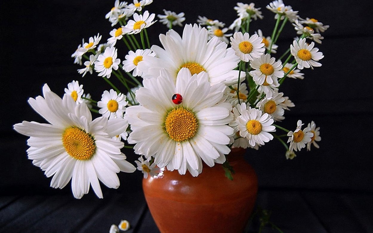 Букет ромашек с Божьей коровкой