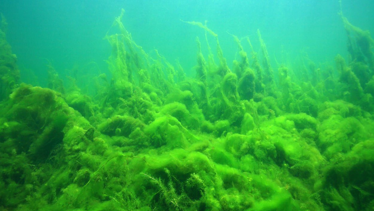 Водоросли в озере